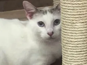 Gato raça Srd idade 7 a 11 meses nome Perseu