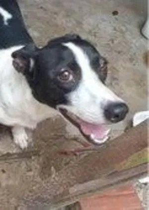 Cachorro raça SRD idade 5 anos nome Gwen
