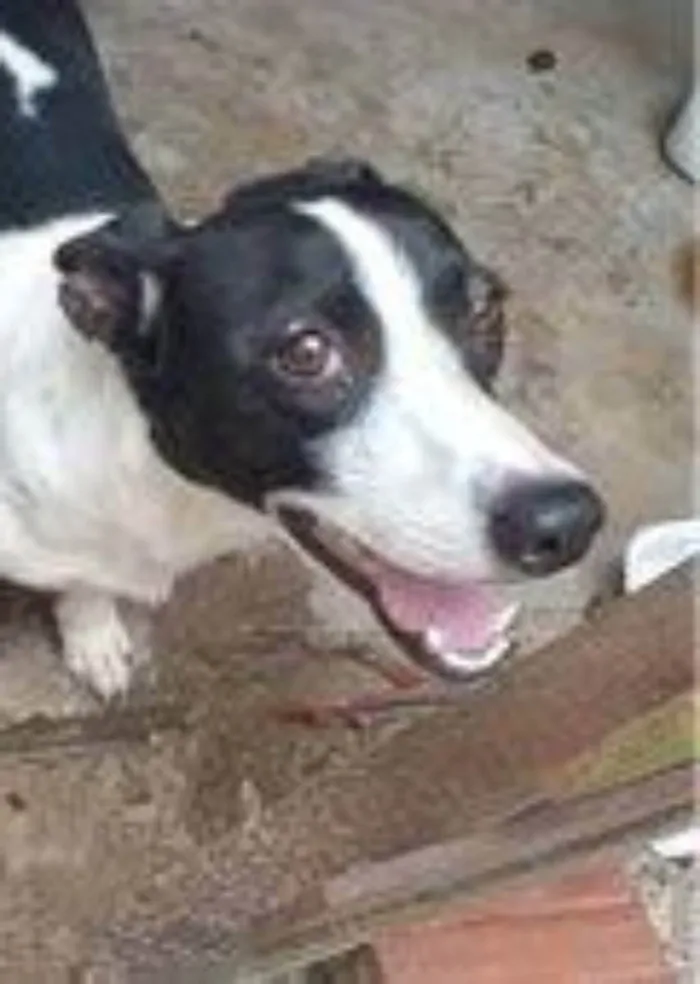 Cachorro raça SRD idade 5 anos nome Gwen