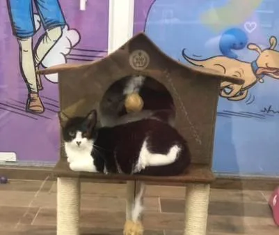 Gato ra a Srd idade 1 ano nome Aisha