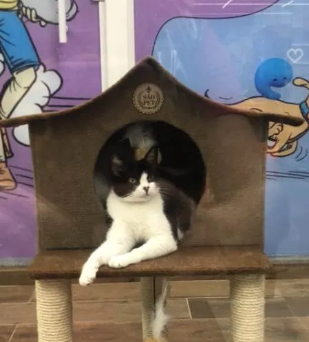 Gato ra a Srd idade 1 ano nome Aisha