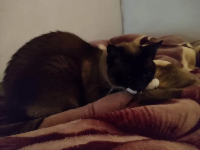 Gato ra a Siamês  idade 4 anos nome Nina 