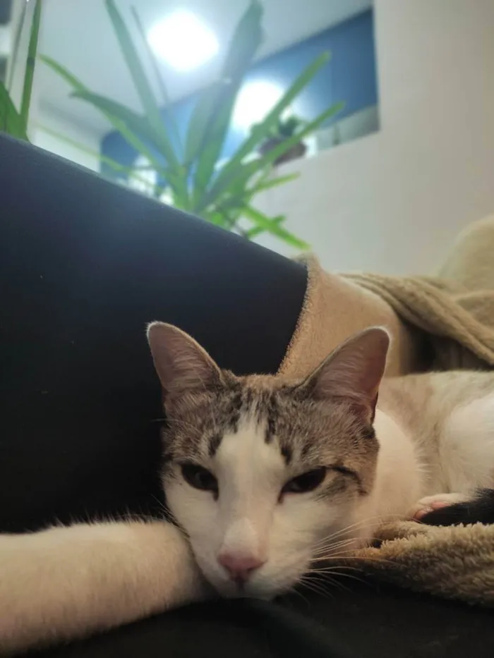 Gato ra a  idade 1 ano nome Jujuba 