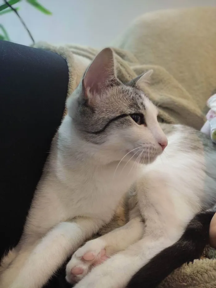 Gato ra a  idade 1 ano nome Jujuba 