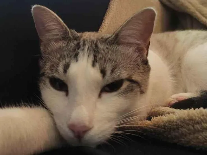 Gato ra a  idade 1 ano nome Jujuba 
