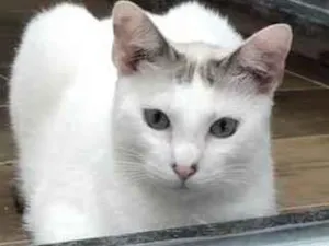 Gato raça Srd idade 1 ano nome Perseu