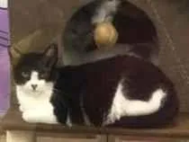 Gato ra a Srd idade 1 ano nome Aisha