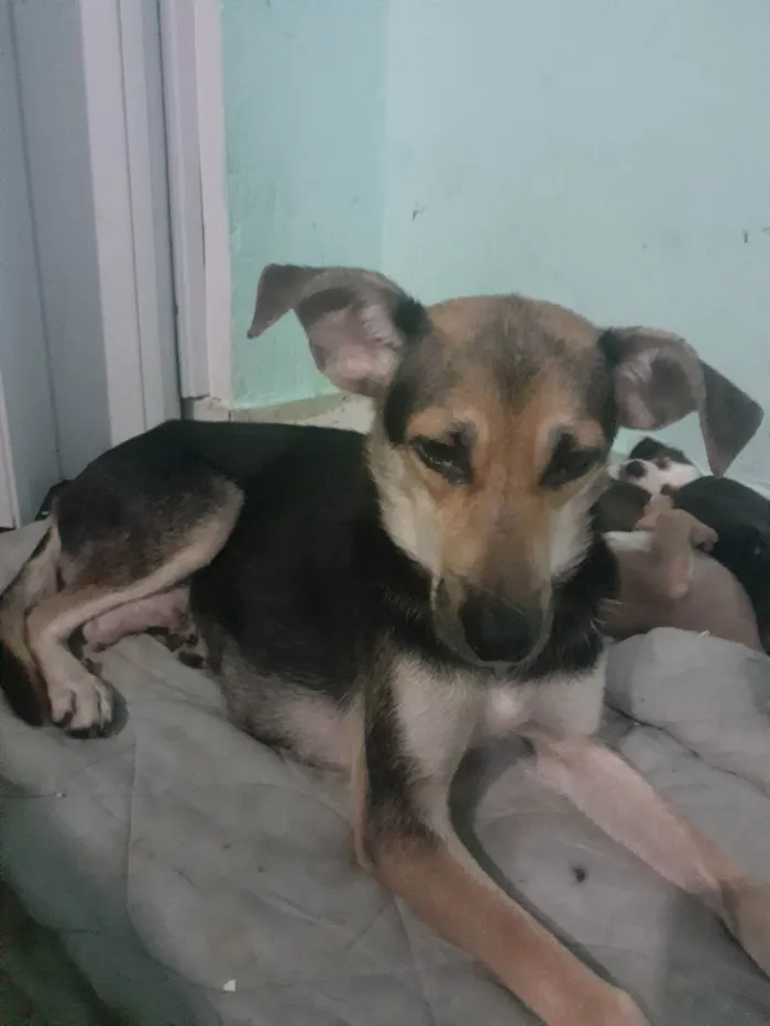 Cachorro ra a Viralata  idade 4 anos nome Cachorro