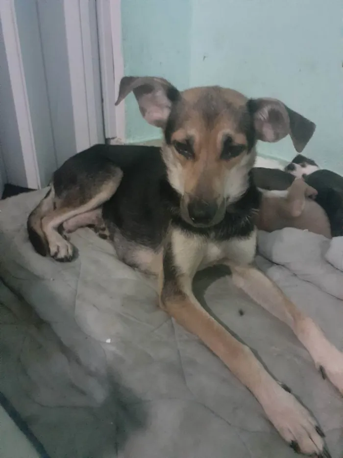 Cachorro ra a Viralata  idade 4 anos nome Cachorro