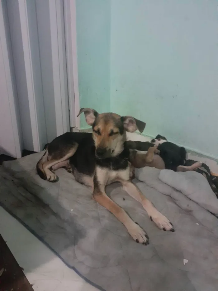 Cachorro ra a Viralata  idade 4 anos nome Cachorro