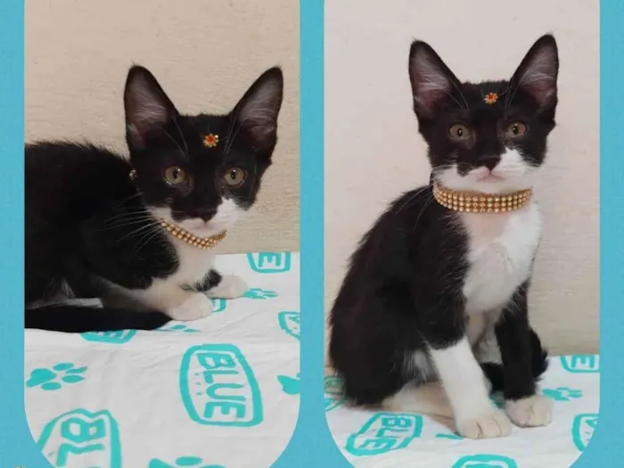 Gato raça SRD  idade Abaixo de 2 meses nome Manuela 