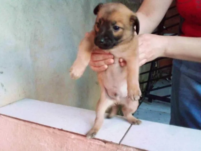 Cachorro ra a Pequena  idade Abaixo de 2 meses nome Nao tem nome ainda
