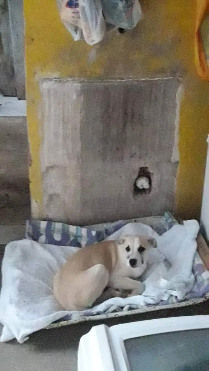 Cachorro ra a SRD (Sem Raça Definida) idade 2 a 6 meses nome Jade