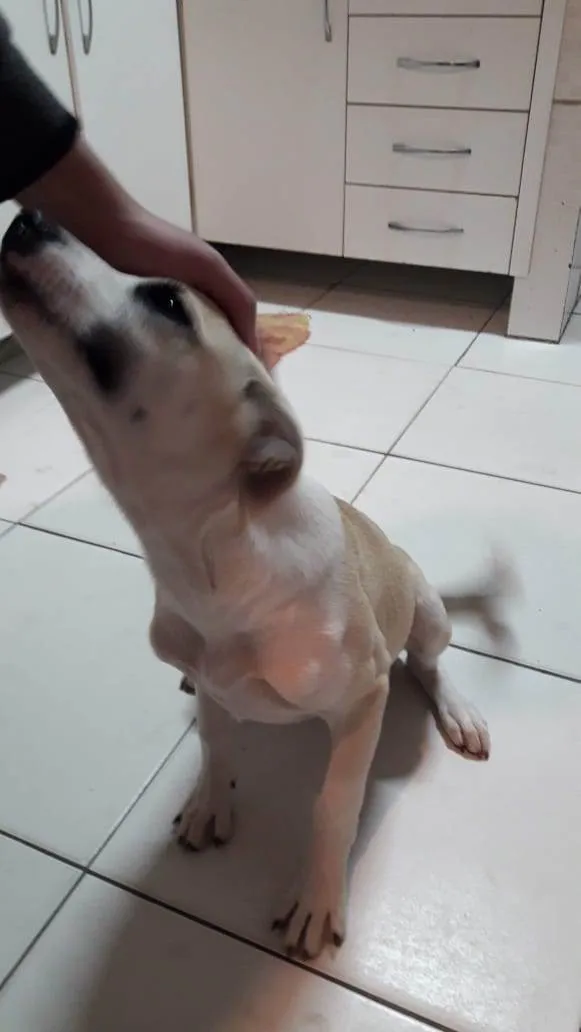 Cachorro ra a SRD (Sem Raça Definida) idade 2 a 6 meses nome Jade