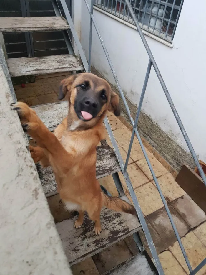 Cachorro ra a Não sei  idade 7 a 11 meses nome Lola