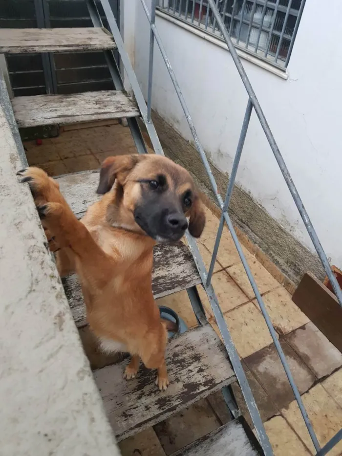 Cachorro ra a Não sei  idade 7 a 11 meses nome Lola