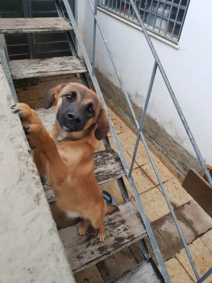 Cachorro ra a Não sei  idade 7 a 11 meses nome Lola