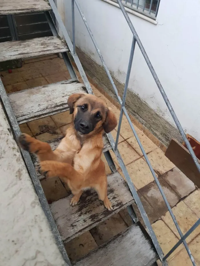 Cachorro ra a Não sei  idade 7 a 11 meses nome Lola