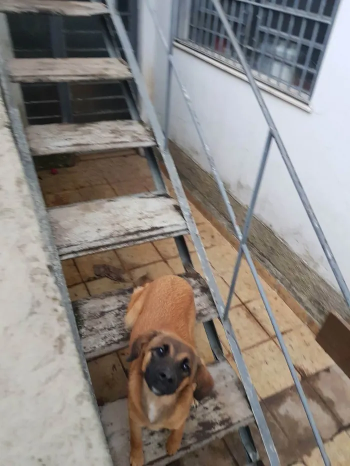 Cachorro ra a Não sei  idade 7 a 11 meses nome Lola