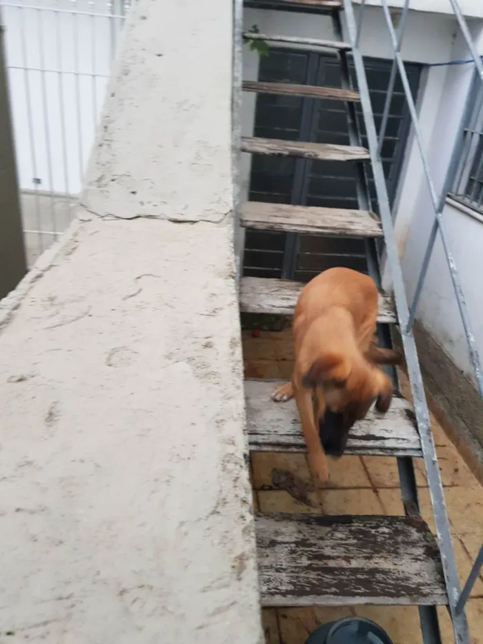 Cachorro ra a Não sei  idade 7 a 11 meses nome Lola