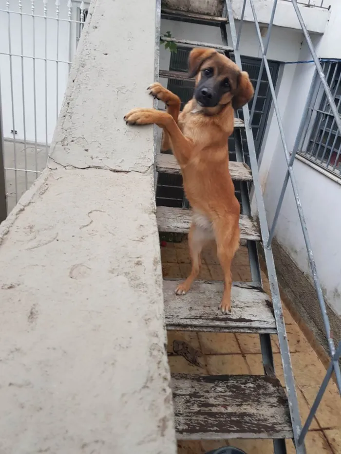 Cachorro ra a Não sei  idade 7 a 11 meses nome Lola