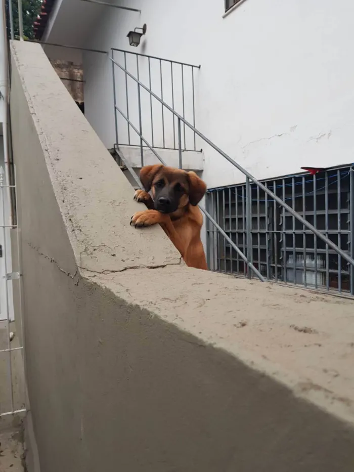 Cachorro ra a Não sei  idade 7 a 11 meses nome Lola