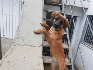 Cachorro raça Não sei  idade 7 a 11 meses nome Lola