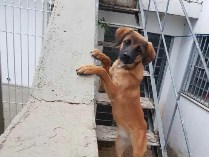 Cachorro ra a Não sei  idade 7 a 11 meses nome Lola