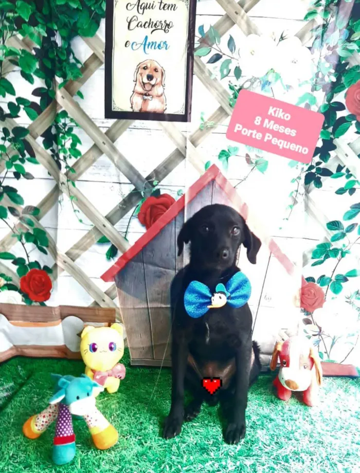 Cachorro raça Srd idade 7 a 11 meses nome Névoa 