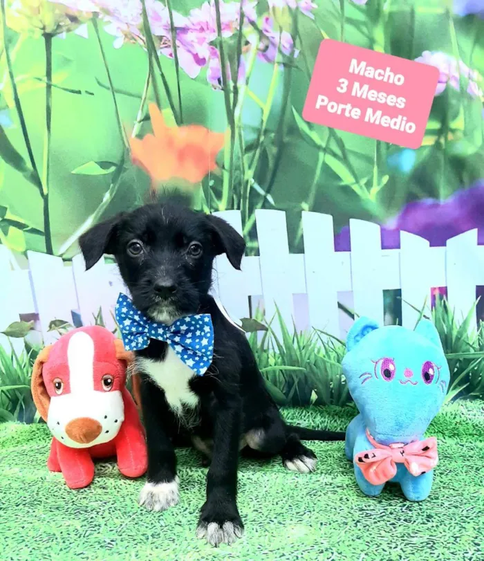 Cachorro raça Srd idade 2 a 6 meses nome Martin 