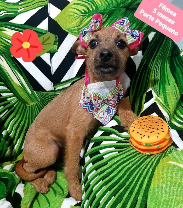 Cachorro raça Srd idade 2 a 6 meses nome Moana 