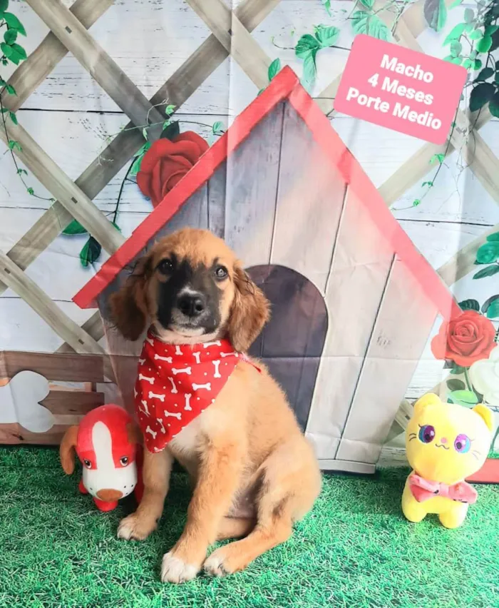 Cachorro raça Srd idade 2 a 6 meses nome Leo