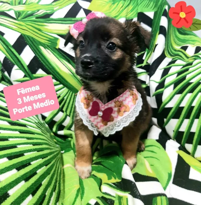 Cachorro raça Srd idade 2 a 6 meses nome Babi