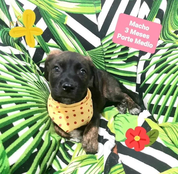 Cachorro raça Srd idade 2 a 6 meses nome Vitor 