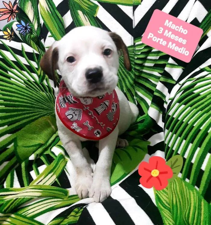 Cachorro raça Srd idade 2 a 6 meses nome Bred