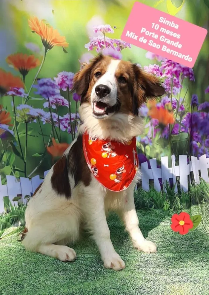 Cachorro raça Mix de São Bernardo  idade 7 a 11 meses nome Simba 