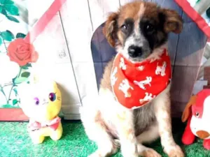 Cachorro raça Srd idade 2 a 6 meses nome Hades 