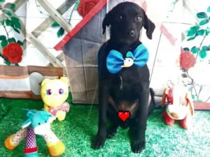 Cachorro raça Srd idade 7 a 11 meses nome Névoa 