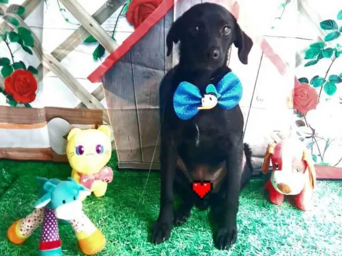 Cachorro raça Srd idade 7 a 11 meses nome Névoa 