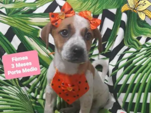 Cachorro raça Srd idade 2 a 6 meses nome Eloa 