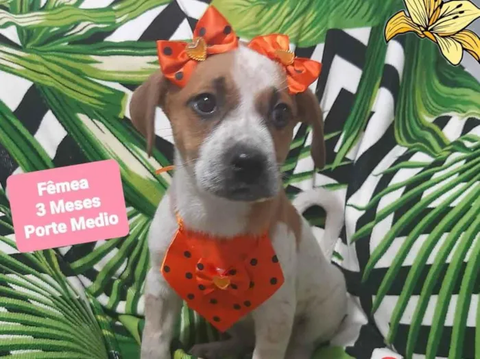 Cachorro raça Srd idade 2 a 6 meses nome Eloa 