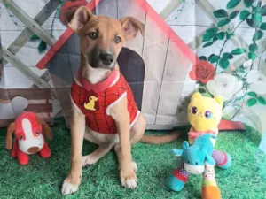 Cachorro raça Srd idade 2 a 6 meses nome Aranha