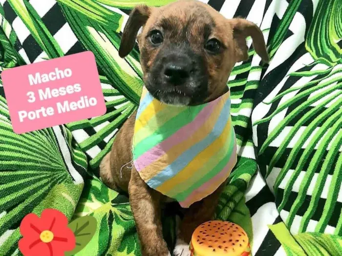 Cachorro raça Pinscher idade 2 a 6 meses nome Zeus 