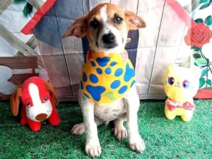 Cachorro raça Srd idade 2 a 6 meses nome Buda