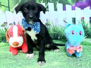 Cachorro raça Srd idade 2 a 6 meses nome Martin 