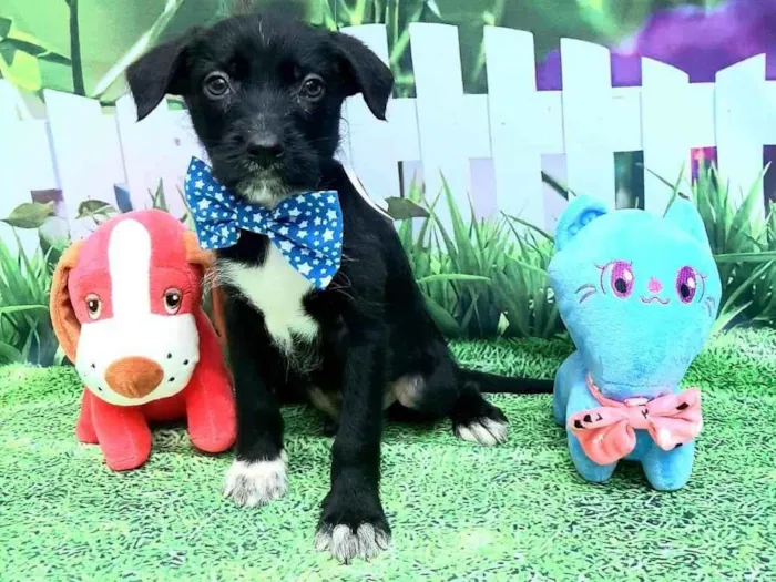 Cachorro raça Srd idade 2 a 6 meses nome Martin 