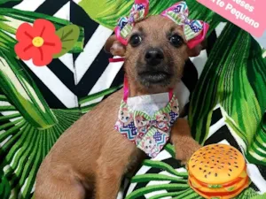 Cachorro raça Srd idade 2 a 6 meses nome Moana 