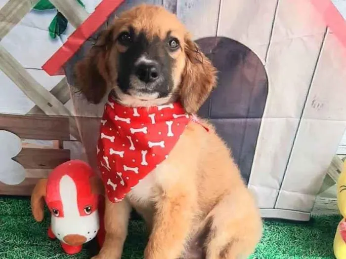 Cachorro raça Srd idade 2 a 6 meses nome Leo