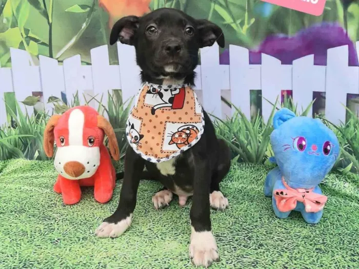 Cachorro raça Srd idade 2 a 6 meses nome Hugo