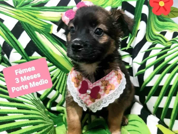 Cachorro raça Srd idade 2 a 6 meses nome Babi